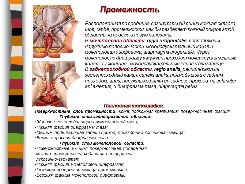 Промежность Расположенная по срединно-сагиттальной линии кожная складка, шов, raphe, промежности, как бы разделяет кожный